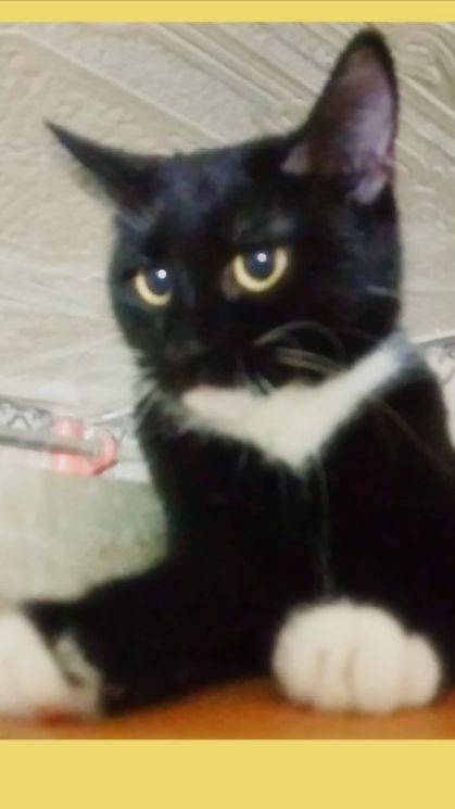 апгрейды от моей кошки