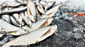 РЫБЫ ПРОПАСТЬ ВСЕ ТАСКАЮТ!! Зимняя рыбалка на чехонь