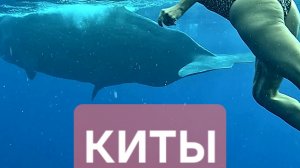 Киты на Маврикии - семейство кашалотов