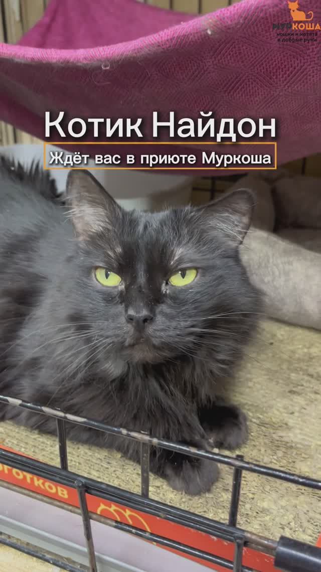 Найдон ждёт вас в приюте #Муркоша смотреть онлайн