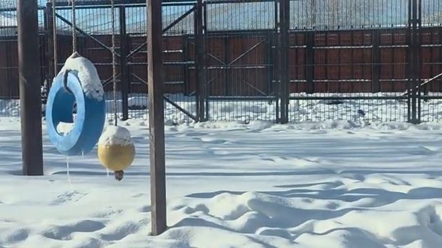 31 января 2026 г-1