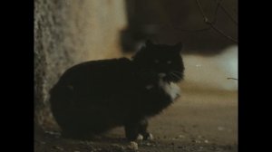 Отдельная цивилизация/ЛЮДИ О ФИЛЬМАХ ЧЕБУРАШКА2 БУРАТИНО И ПРОСТОКВАШКА_ ОПРОС 2026