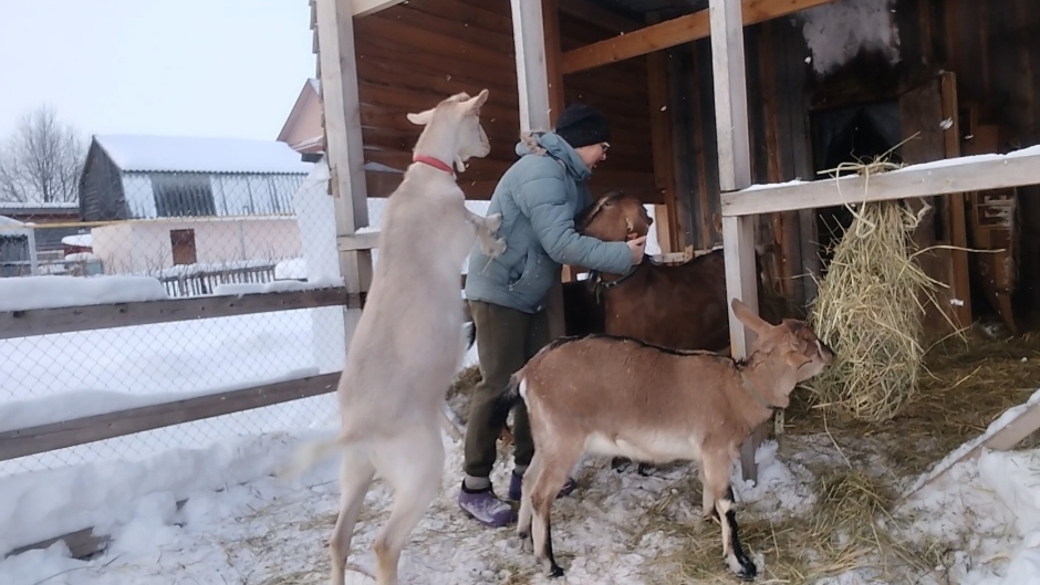 01-02-2026 Мои козы 🤗 / козы зимой / деревенская жизнь / содержание коз. смотреть онлайн