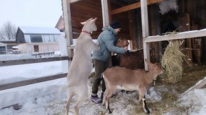 01-02-2026 Мои козы 🤗 / козы зимой / деревенская жизнь / содержание коз.