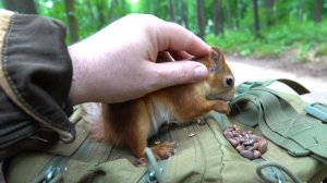 Знакомая белка. Июль 2023