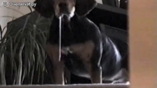 Сборка прикольных мгновений смотреть онлайн