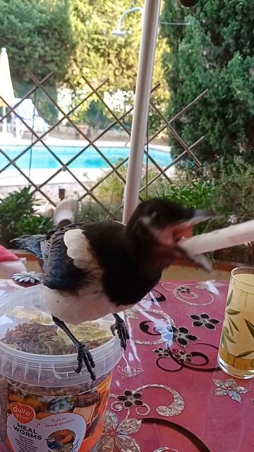 Ричи Снова Малышка!  Когда птичка просит каши из пипетки (Слёзная милота!)