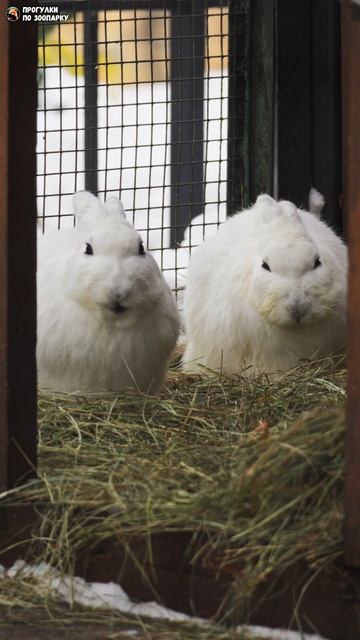 Один заяц ест, другой отдыхает. Ленинградский зоопарк