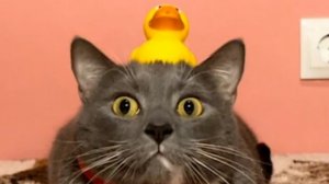 Стрим на конструктор