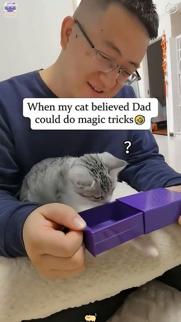 Funny Cats Reacting to Magic#funnycats #funnyanimals #petvideos#funnyshorts смотреть онлайн
