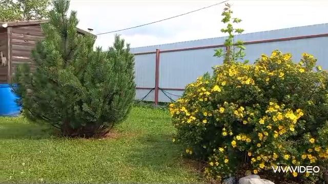 В моём саду, сезон 2025