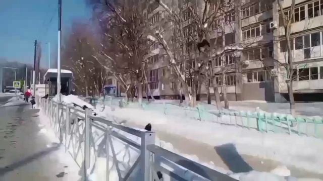 А вороны с юмором? Атас! Спасайтесь, она идет!.. смотреть онлайн