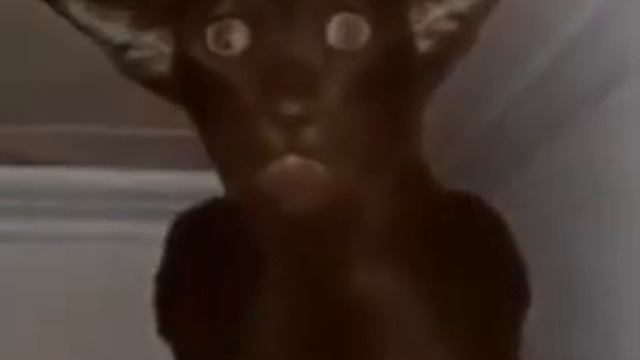 ээээээээ смотреть онлайн