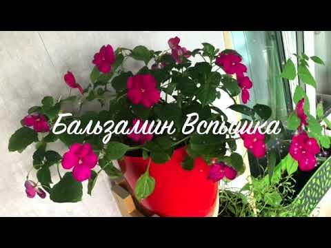 Цветы на балконе: Бальзамин  F1 Вспышка смотреть онлайн