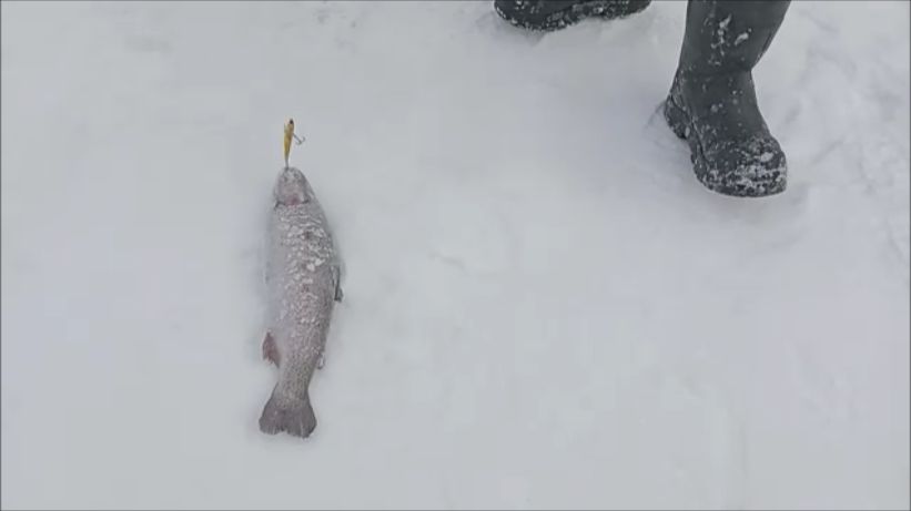 Поимки форели на активные и стационарные снасти. Клёвое место, Лосиный остров, спорт-зона. смотреть онлайн
