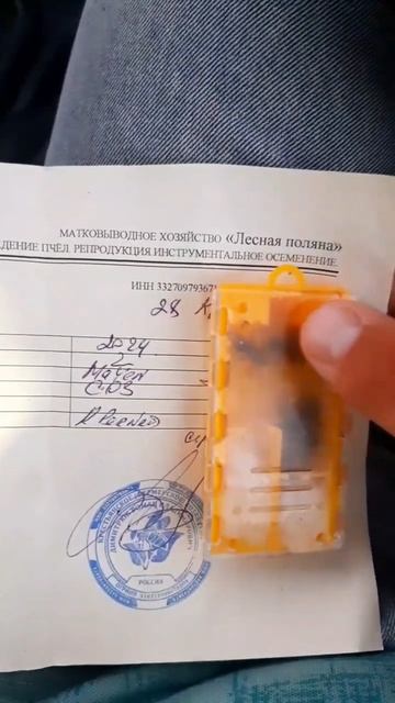 Очередной племенной материал матка "ИО" Karnika Mayen от Романа Димитрюка.#шортс#пчеломатки#пасека#