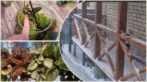 Дело будет за нами! Обход оранжереи в сильный мороз. Планы с цветами.