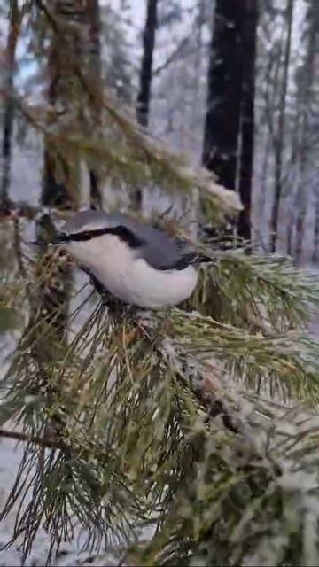 Зима-зимушка