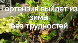 Отвечу на вопросы / как выводить крупнолистную гортензию из спячки без потерь.