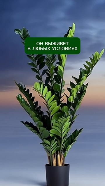 Замиокулькас