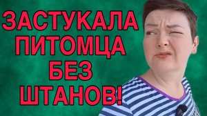 ЗАСТУКАЛА ПИТОМЦА БЕЗ ШТАНОВ. ПИРАТСКАЯ ЖИЗНЬ. ОБЗОР.