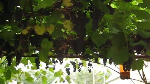 -Виноград Маркетт 2019 Надеждый,урожайный,устойчивый технарь