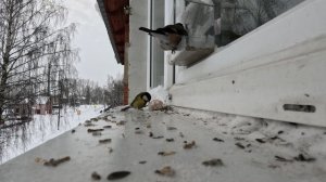 01.02.2026  Покорми птиц зимой, на улице -20