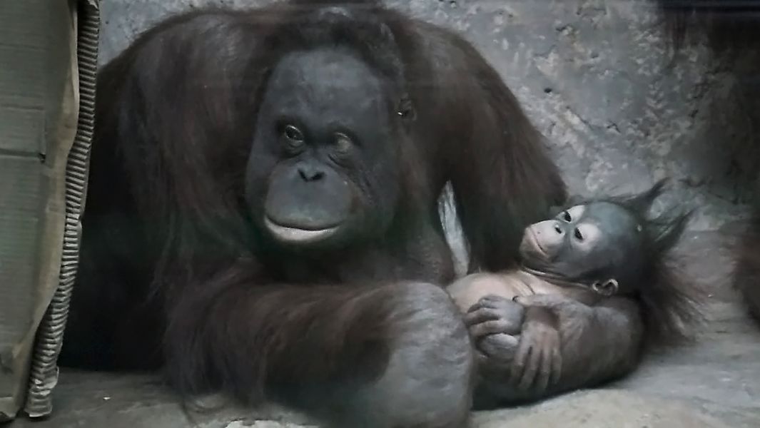 Дочке Бушель 2 февраля исполняется полгода. Мама Мишель, Бушель и папа Бату собрались вместе. смотреть онлайн