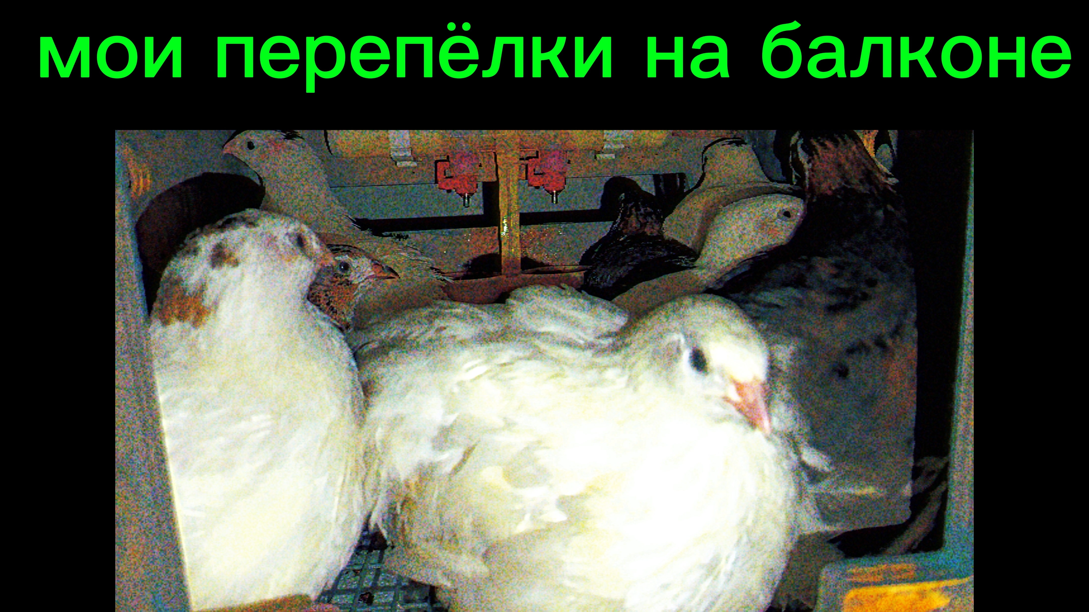 НОВОСТИ бройлеров и перепёлок в квартире Ждём перепеляток