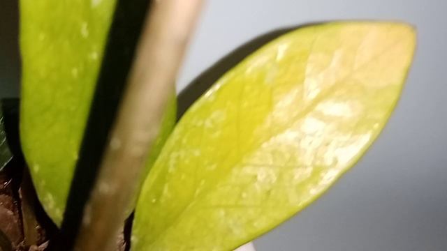 Это лучше знать до покупки 
 вариегатных замиокулькасах