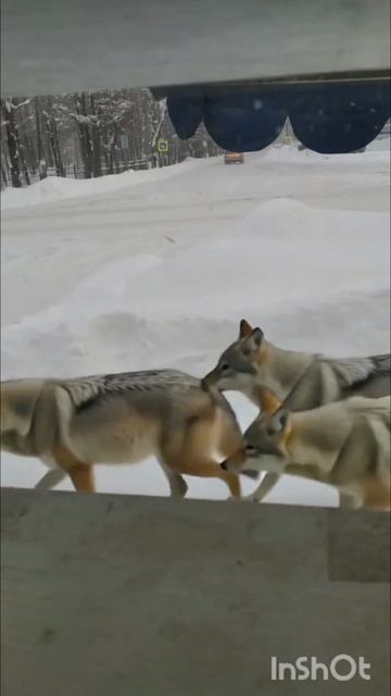 волки в городе,ужас!!!!😱😱😱😱😱 волки в городе,ужас!!!!😱😱😱😱😱