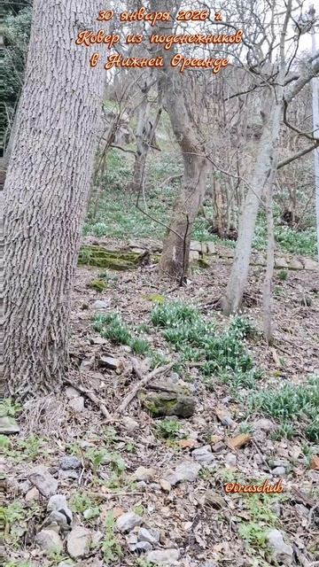 30 января 2026 г. Подснежники в Нижней Ореанде #ялта #ялта 2026 #ореанда #подснежники 30 января 2026 г. Подснежники в Нижней Ореанде #ялта #ялта 2026 #ореанда #подснежники