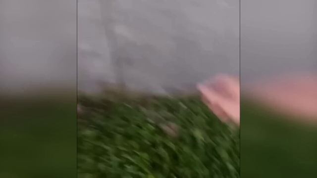 Выпуск 5 смешные и милые котики в различных ситуациях кошки коты приколы животные юмор