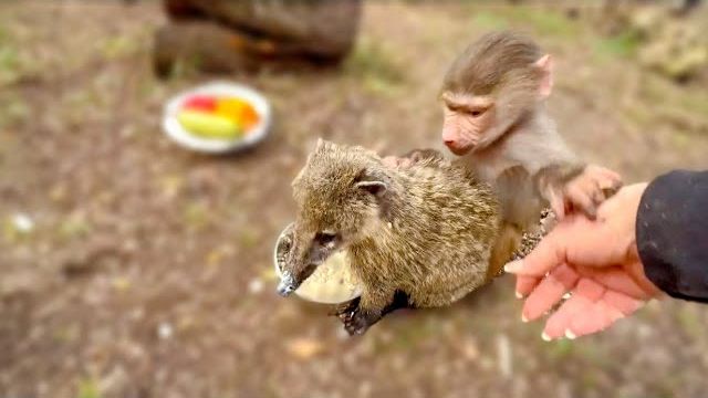 Люся борется со мной за внимание Сони, а потом бежит к папе и ТРЕБУЕТ ЗАБРАТЬ Соню домой! смотреть онлайн