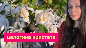 Целогина кристата , цветение , уход , полив .