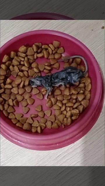 НЕОЖИДАННЫЙ СЮРПРИЗ В МИСКЕ!