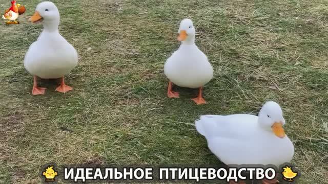 Идеальное птицеводство достойно восхищения 🐓🦆🦢🦚🦃🐔 эпизод (451) смотреть онлайн