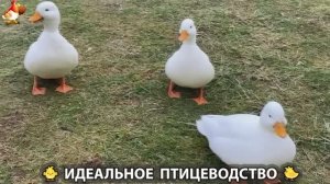 Идеальное птицеводство достойно восхищения 🐓🦆🦢🦚🦃🐔 эпизод (451)
