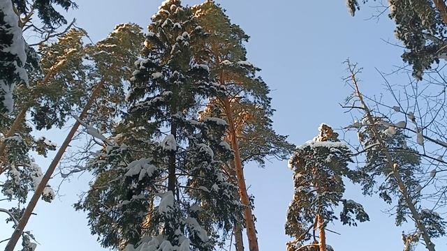 В зимним лесу. смотреть онлайн