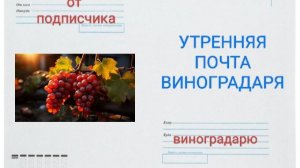 Утренняя почта виноградаря. Ответы на ваши вопросы в комментариях!