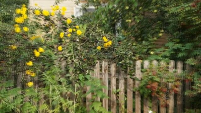 Золотые шары смотреть онлайн