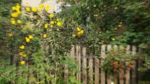 Золотые шары