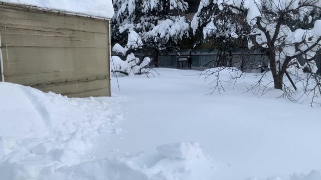 Виноград.Много снега и мороза!) Виноград.Много снега и мороза!)