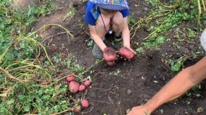 Сорт картофеля Шарвари Пирошка! Продажа семенного материала. Питомник Мирошниченко!