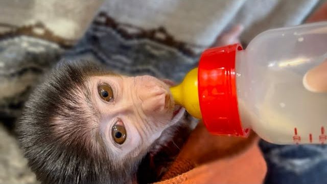 Степашка стал по-немногу пить из бутылочки! Очень пригодилось молочко, подаренное подписчиками) смотреть онлайн