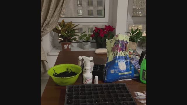 Посев петунии американской селекции pan American seed на рассаду, 01.02.2026 г смотреть онлайн