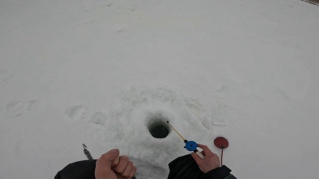 Рыбалка в глухозимье или как ловить окуня