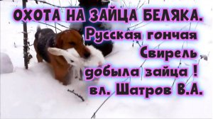 ОХОТА НА ЗАЙЦА БЕЛЯКА.Русская гончая Свирель добыла зайца ! .#охотасгончей#собака #топ #hunting