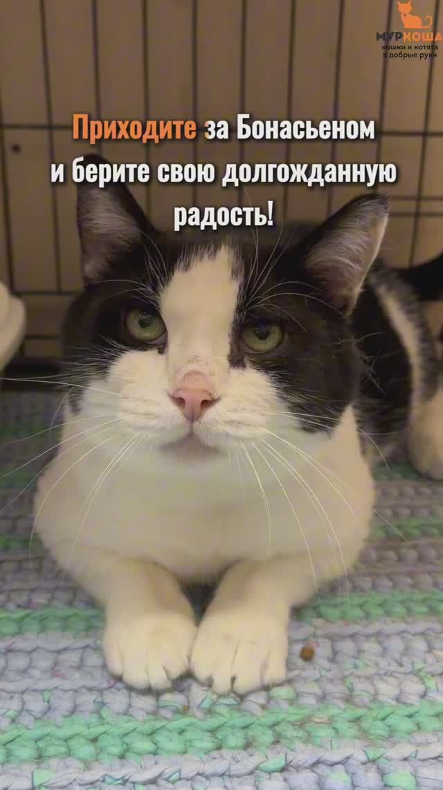 Бонасьен ждёт вас в приюте #Муркоша смотреть онлайн