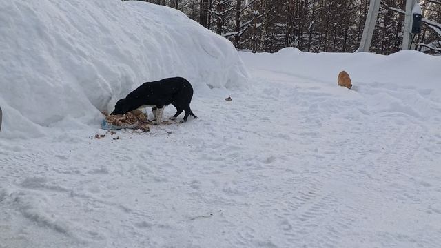 VID_20260201_133107_124